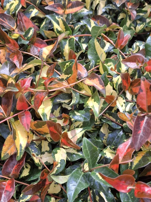 Summer Sunset Jasmine Live Plant – Variegated Foliage, Fragrant Blooms – 4 inch Container - Image 1