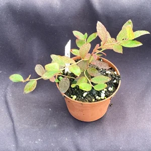 Sunshine Blue Blueberry Live Plant - 3" Pot - Dwarf, Evergreen - Image 2
