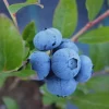 Sunshine Blue Blueberry Live Plant - 3" Pot - Dwarf, Evergreen - Image 1