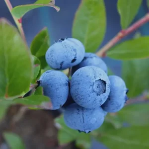 Sunshine Blue Blueberry Live Plant - 3" Pot - Dwarf, Evergreen - Image 1