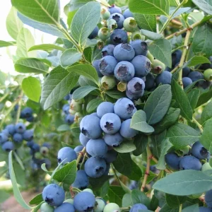 Sunshine Blue Blueberry Live Plant – Vaccinium Southern Highbush – Outdoor Shrub - Image 2