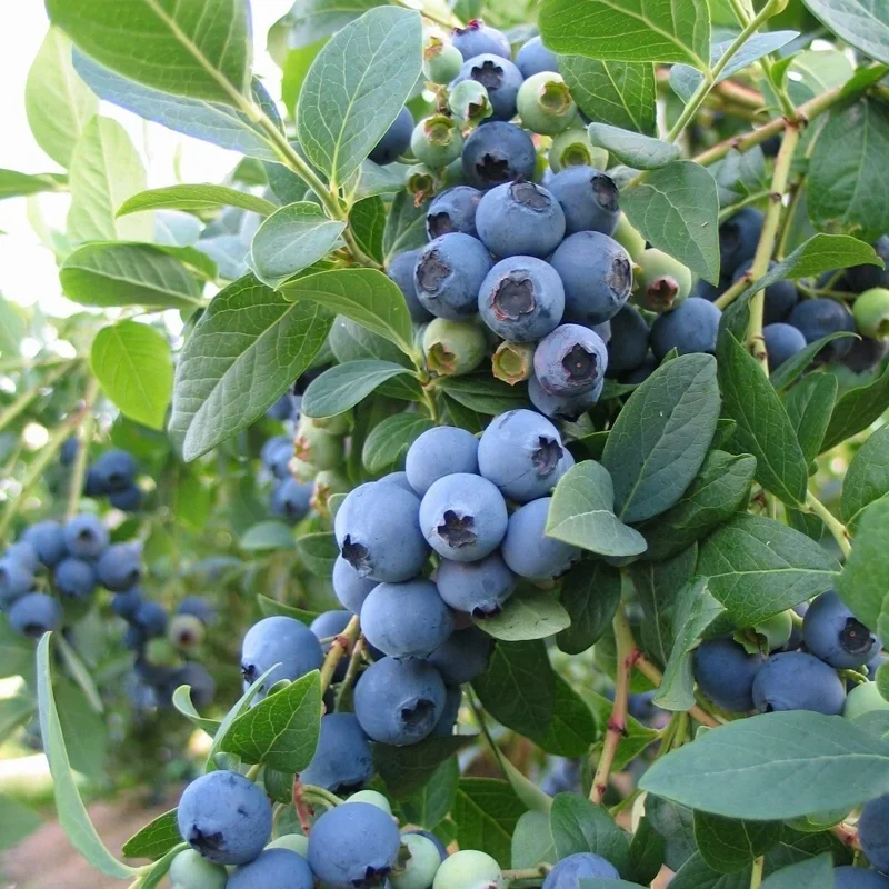 Sunshine Blue Blueberry Live Plant – Vaccinium Southern Highbush – Outdoor Shrub - Image 2