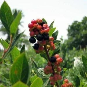Sunshine Blue Blueberry Live Plant – Vaccinium Southern Highbush – Outdoor Shrub - Image 3