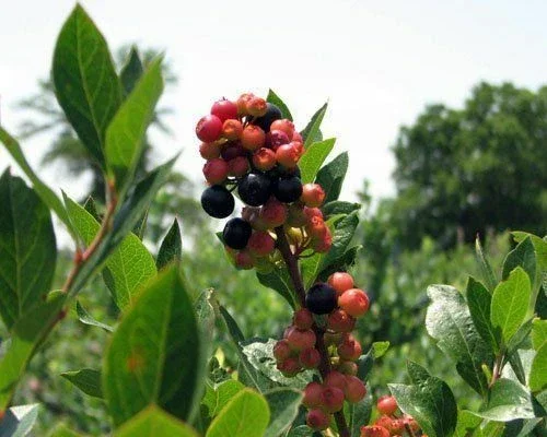 Sunshine Blue Blueberry Live Plant – Vaccinium Southern Highbush – Outdoor Shrub - Image 3