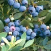 Sunshine Blue Blueberry Live Plant – Vaccinium Southern Highbush – Outdoor Shrub - Image 1