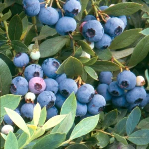 Sunshine Blue Blueberry Live Plant – Vaccinium Southern Highbush – Outdoor Shrub - Image 1