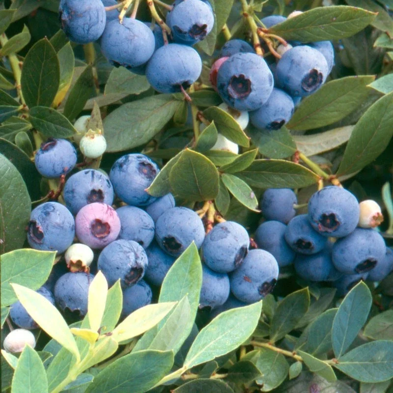 Sunshine Blue Blueberry Live Plant – Vaccinium Southern Highbush – Outdoor Shrub - Image 1