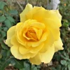 SunSprit Rose Bush Live Plant – 1-2 Ft Golden Yellow Flower Plant Outdoor - Image 1