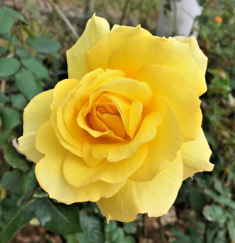 SunSprit Rose Bush Live Plant – 1-2 Ft Golden Yellow Flower Plant Outdoor - Image 1