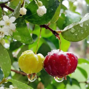 Surinam Cherry Live Plant 4-7