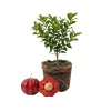Surinam Cherry Live Plant 4-7" Tall - Pitanga Fruit Tree Shrub - Image 1