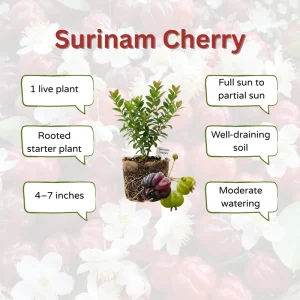 Surinam Cherry Live Plant 4-7