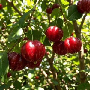 Surinam Cherry Live Plant 4-7