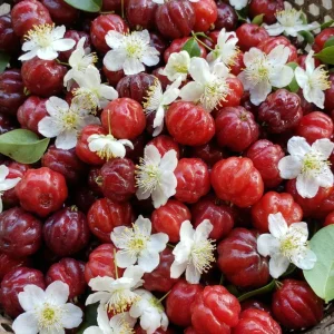 Surinam Cherry Live Plant 4-7