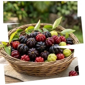 Surinam Cherry Live Plant 4-7
