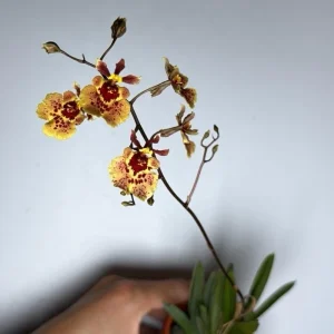 Surprise Blooming Orchid Live Plant - Indoor Flower, Ready to Thrive - Image 10