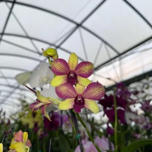 Surprise Blooming Orchid Live Plant - Indoor Flower, Ready to Thrive - Image 2