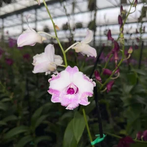 Surprise Blooming Orchid Live Plant - Indoor Flower, Ready to Thrive - Image 3