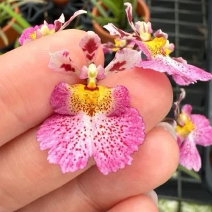 Surprise Blooming Orchid Live Plant - Indoor Flower, Ready to Thrive - Image 4