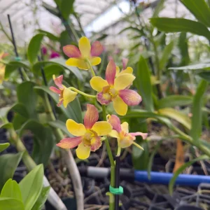 Surprise Blooming Orchid Live Plant - Indoor Flower, Ready to Thrive - Image 5
