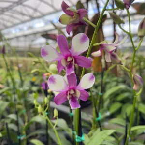 Surprise Blooming Orchid Live Plant - Indoor Flower, Ready to Thrive - Image 1