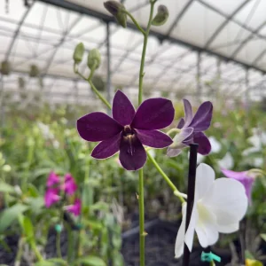 Surprise Blooming Orchid Live Plant - Indoor Flower, Ready to Thrive - Image 6