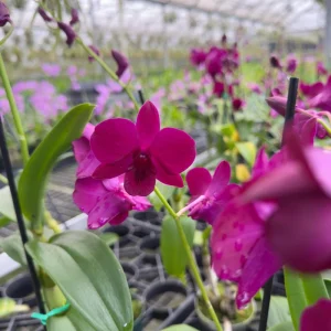 Surprise Blooming Orchid Live Plant - Indoor Flower, Ready to Thrive - Image 7