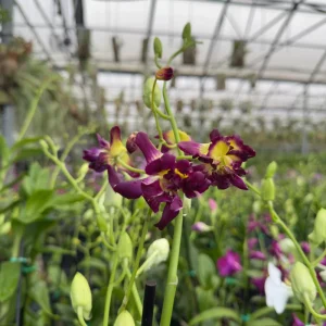 Surprise Blooming Orchid Live Plant - Indoor Flower, Ready to Thrive - Image 8