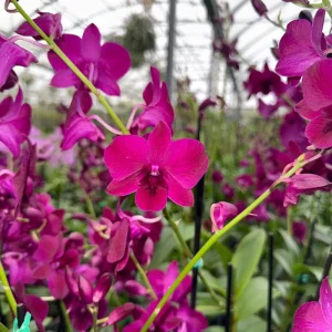 Surprise Blooming Orchid Live Plant - Indoor Flower, Ready to Thrive - Image 9