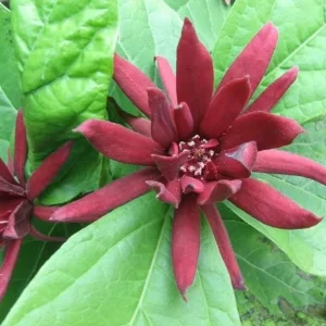 Sweet Shrub Live Plant – Carolina Allspice – Quart Pot – 6-18" Tall – Fragrant Outdoor Shrub - Image 1