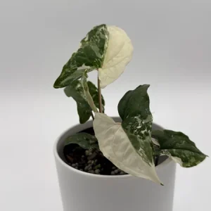 Syngonium Albo Live Plant – Variegated Tropical Houseplant – 4 Inch Pot – Indoor - Image 2