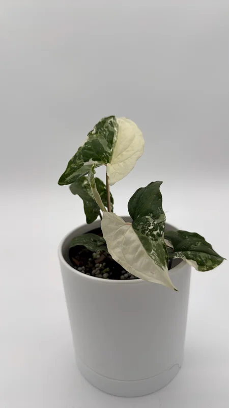 Syngonium Albo Live Plant – Variegated Tropical Houseplant – 4 Inch Pot – Indoor - Image 2