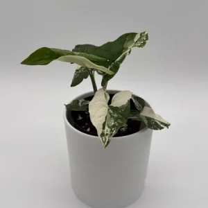 Syngonium Albo Live Plant – Variegated Tropical Houseplant – 4 Inch Pot – Indoor - Image 3