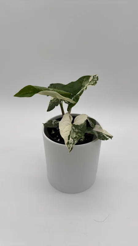 Syngonium Albo Live Plant – Variegated Tropical Houseplant – 4 Inch Pot – Indoor - Image 3