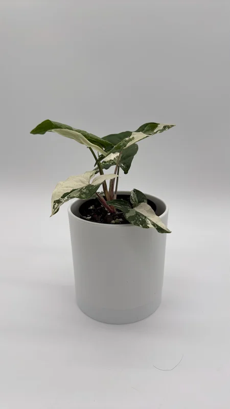 Syngonium Albo Live Plant – Variegated Tropical Houseplant – 4 Inch Pot – Indoor - Image 4