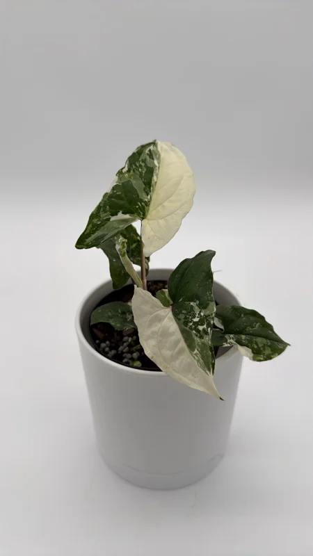Syngonium Albo Live Plant – Variegated Tropical Houseplant – 4 Inch Pot – Indoor - Image 5