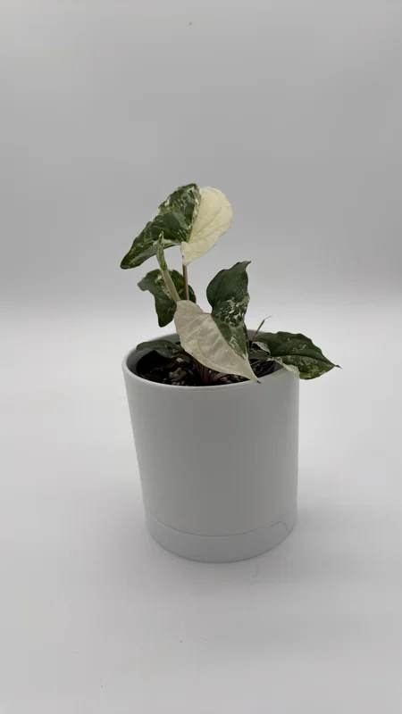 Syngonium Albo Live Plant – Variegated Tropical Houseplant – 4 Inch Pot – Indoor - Image 6