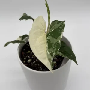 Syngonium Albo Live Plant – Variegated Tropical Houseplant – 4 Inch Pot – Indoor - Image 1