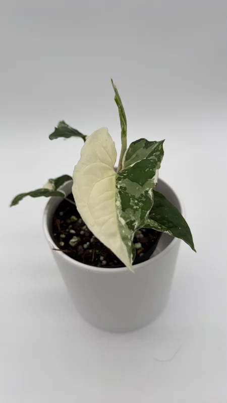 Syngonium Albo Live Plant – Variegated Tropical Houseplant – 4 Inch Pot – Indoor - Image 1