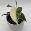 Syngonium Albo Variegated Live Plant – Rare Indoor Houseplant – 4" Pot - Image 1