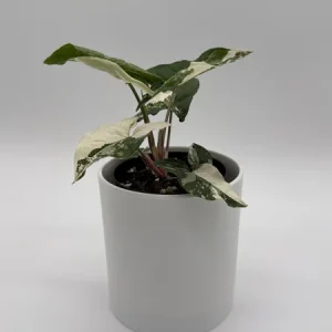 Syngonium Albo Variegated Live Plant – Rare Indoor Houseplant – 4