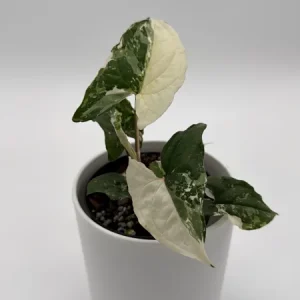 Syngonium Albo Variegated Live Plant – Rare Indoor Houseplant – 4