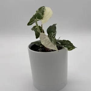 Syngonium Albo Variegated Live Plant – Rare Indoor Houseplant – 4