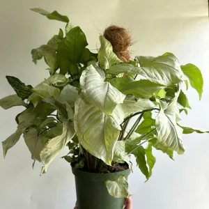 Syngonium Holly Live Plant – 6 Inch Pot – Indoor Houseplant - Image 2