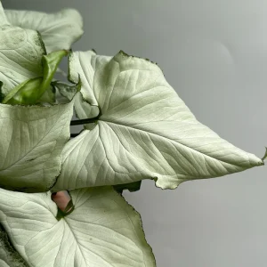 Syngonium Holly Live Plant – 6 Inch Pot – Indoor Houseplant - Image 3