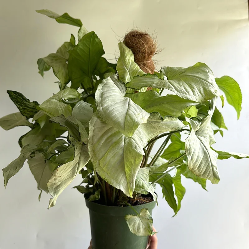 Syngonium Holly Live Plant – Potted Houseplant – 6 inch Pot – Indoor - Image 2