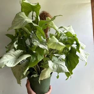 Syngonium Holly Live Plant – Potted Houseplant – 6 inch Pot – Indoor - Image 4