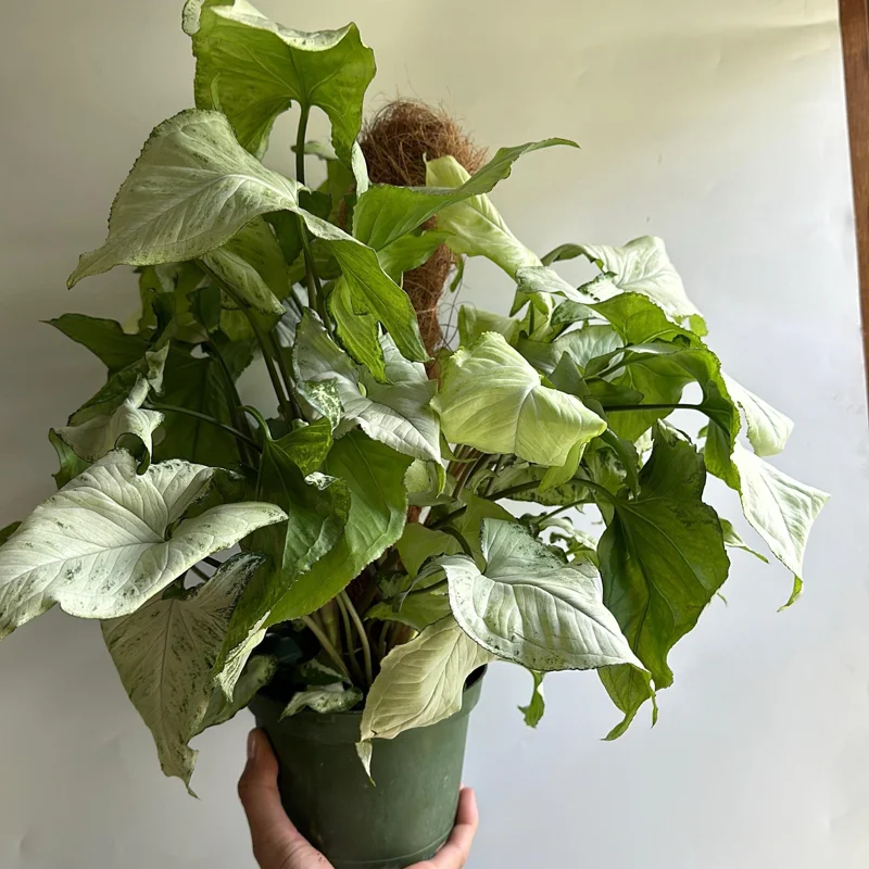 Syngonium Holly Live Plant – Potted Houseplant – 6 inch Pot – Indoor - Image 4