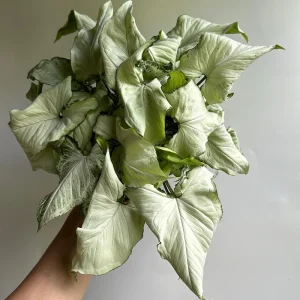 Syngonium Holly Live Plant – Potted Houseplant – 6 inch Pot – Indoor - Image 1