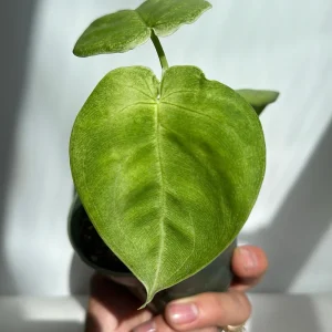 Syngonium Ice Frost Live Plant - Rare Tropical Houseplant 4 inch Pot - Image 2